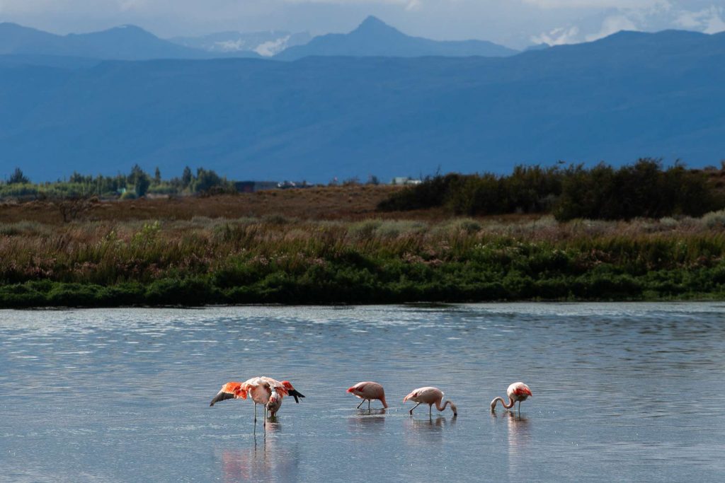 Flamingos beim Fressen - Patagonien Reisebericht