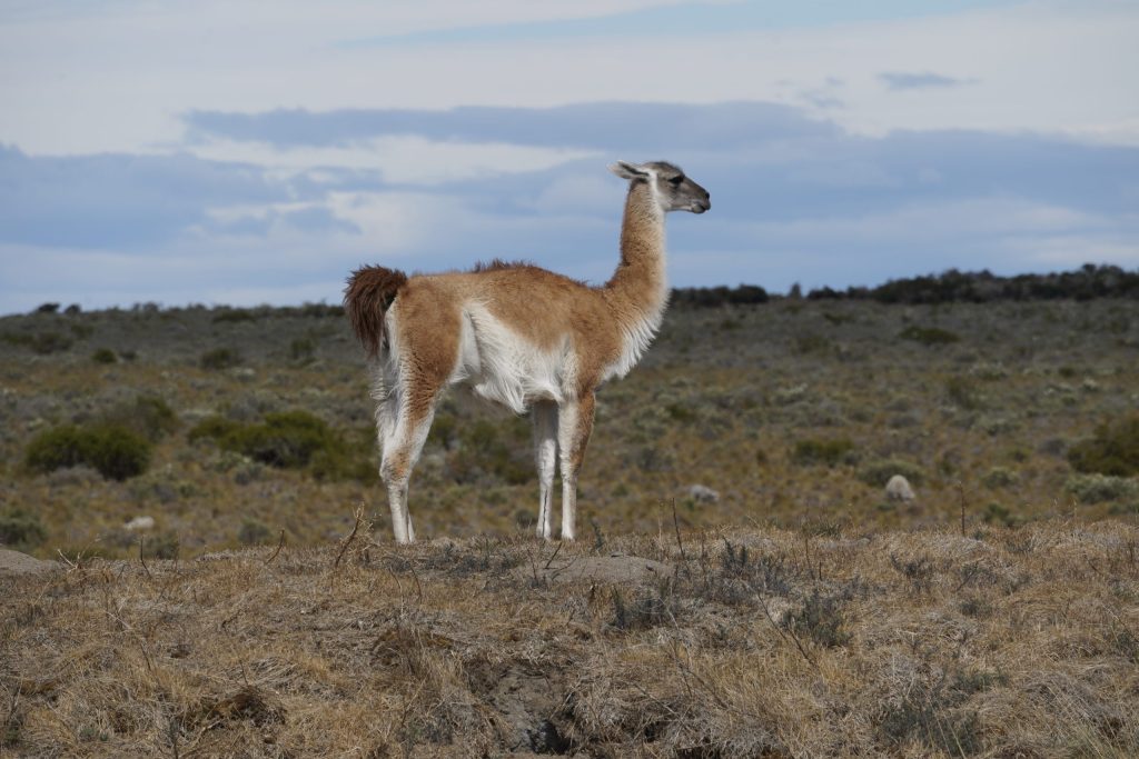 Guanako in der Steppe - Tipps und Infos Patagonien