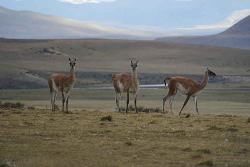 Guanakos in der Steppe