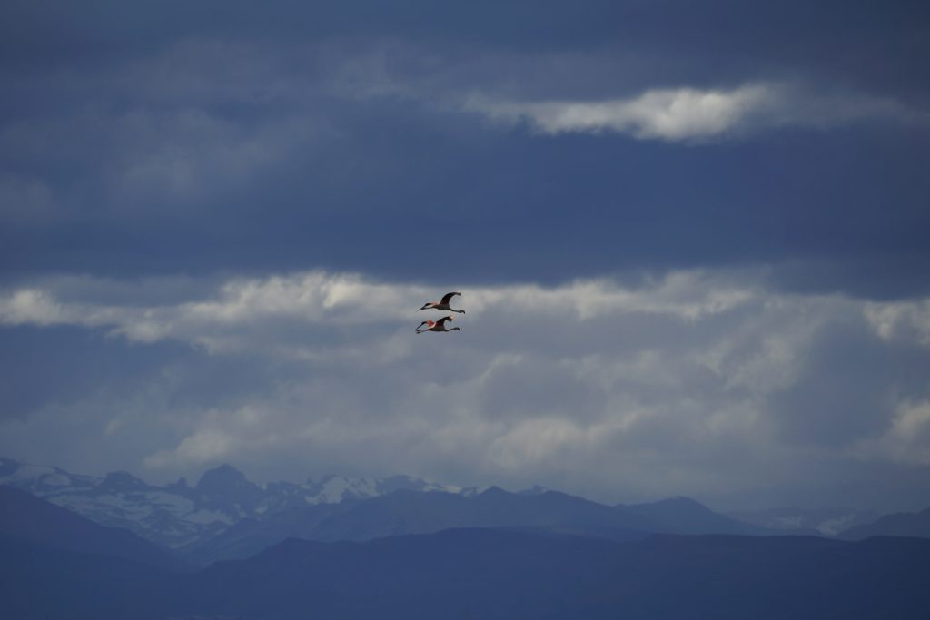 Flamingos im Flug auf unserer Patagonien Reise