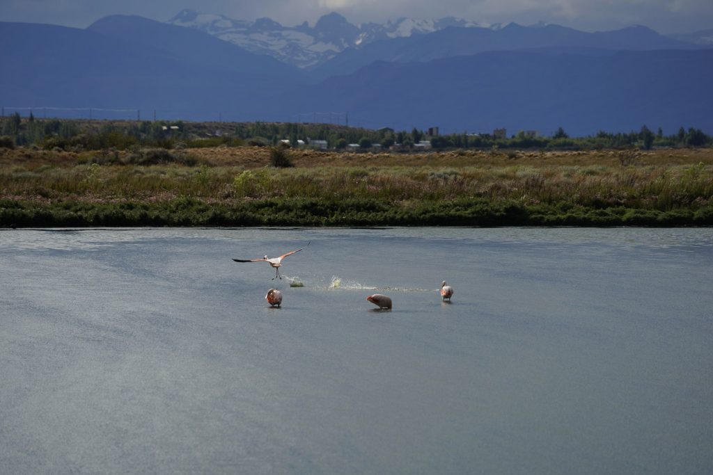 Flamingos in der Laguna Nimez El Calafate in Patagonien