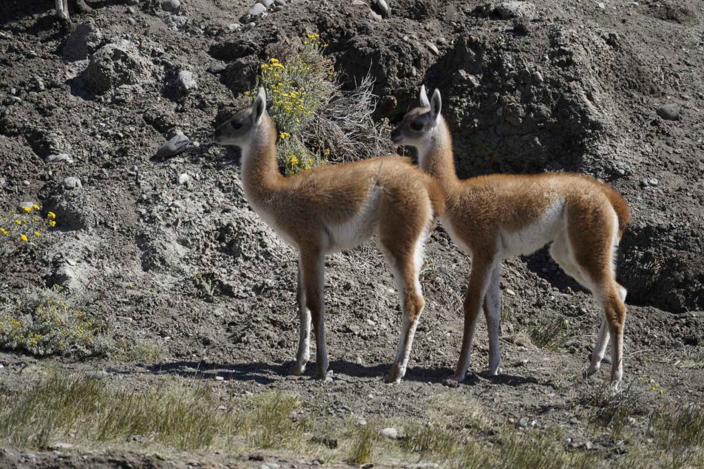 Zwei junge Guanakos im Perito Moreno Nationalpark, Argentinien