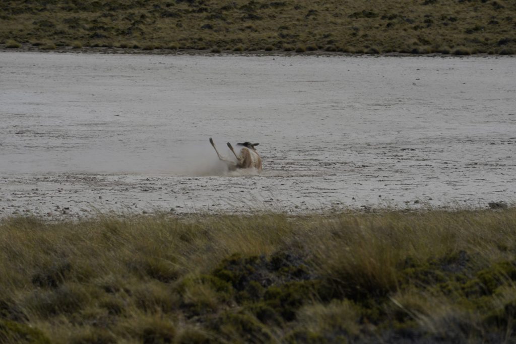 Guanako liegend auf Salzsee - Patagonien Reise