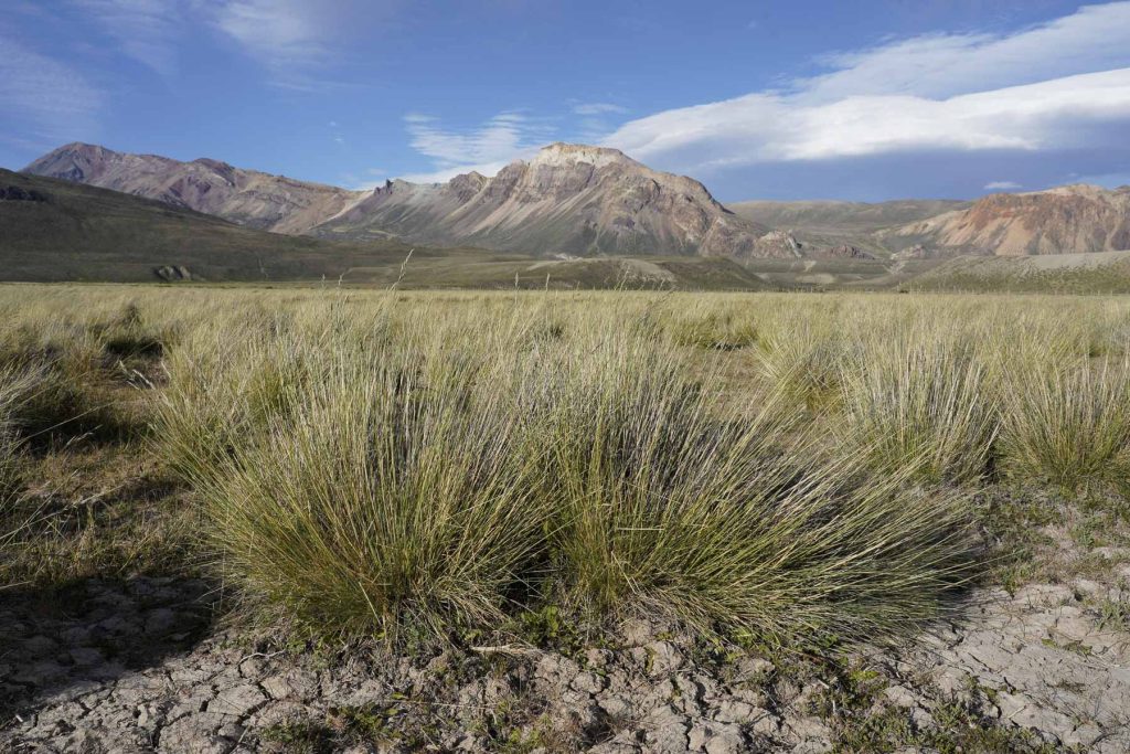 Gräser in Steppenlandschaft - Patagonien Reisebericht