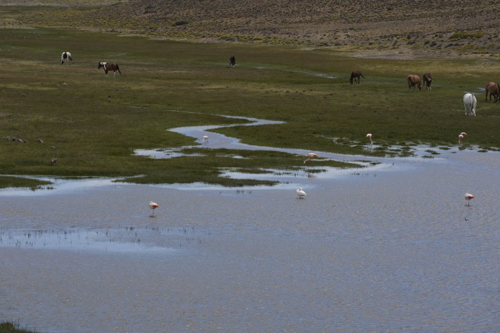 Flamingos am See - Patagonien Reisebericht