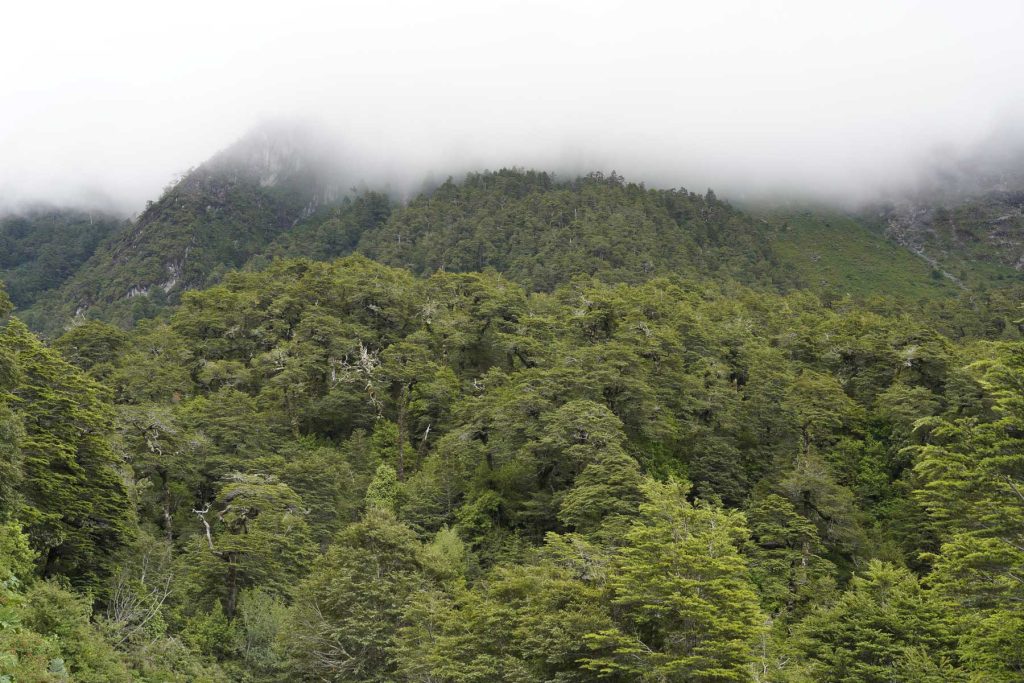 Regenwald in Nähe von Puerto Puyuhuapi in Chile