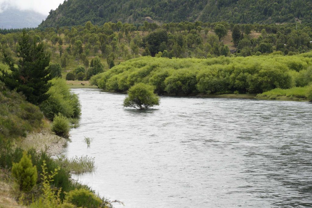 Baum im Fluss im Naturreservats Futaleufú - Reisebericht Patagonien