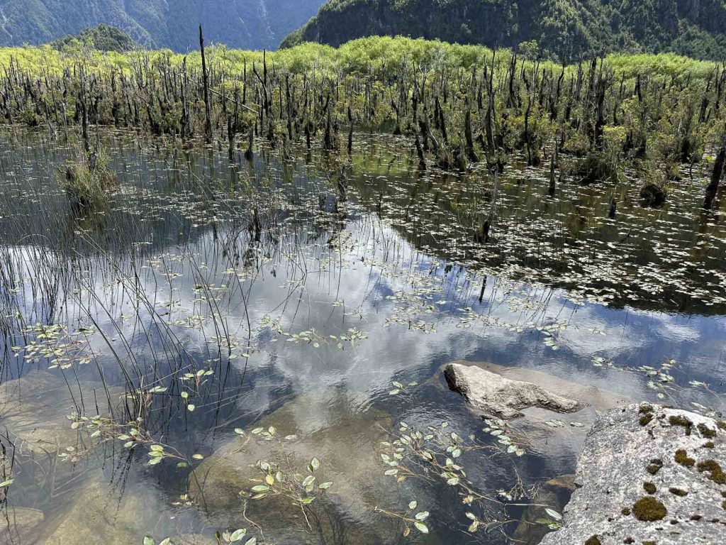 Bäume im Wasser - Reisebericht Patagonien