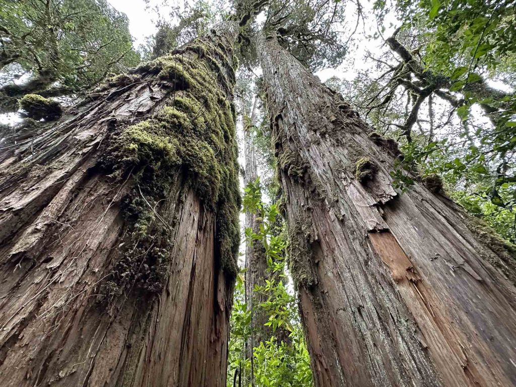 Zwei große Alerce Bäume im Pumalin Park, Chile