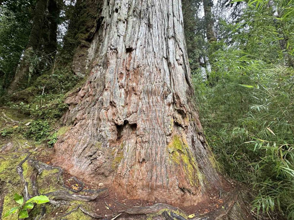 Ein alter Alerce Baumstamm im im Pumalin Nationalpark, Chile