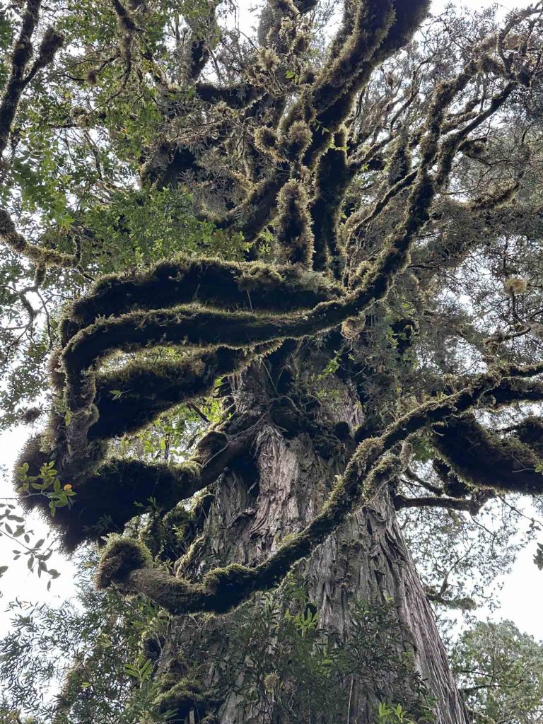 Moosbewachsene Alerce Bäume auf der Wanderung im Pumalin Nationalpark, Chile