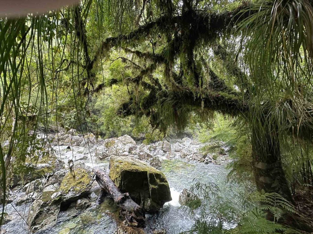 Flusslauf mit moosbedeckten Bäumen im Pumalin Park, Chile