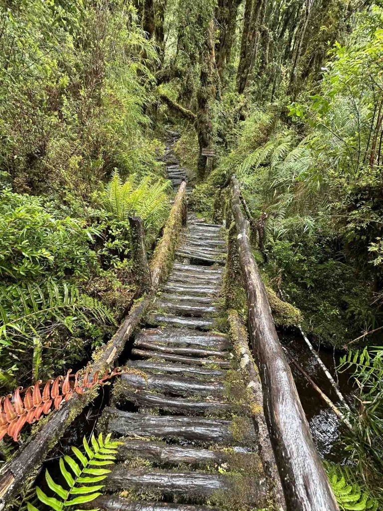 Alte Holzstege im Pumalin Nationalpark - Reisebericht Patagonien