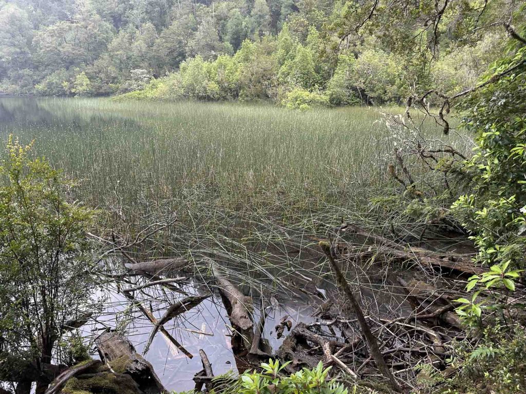 Laguna Chaiquenes im Nationalpark Alerce Andino