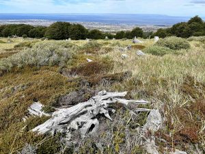 Blick vom Mirador Zapador bei der Wanderung im Nacional Reserva Magallanes
