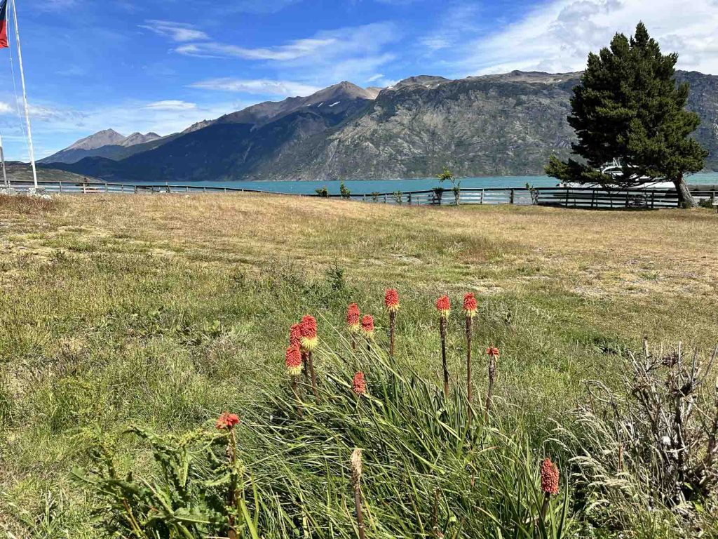 Blühende Blumen vor türkise Fjordlandschaft in Chile