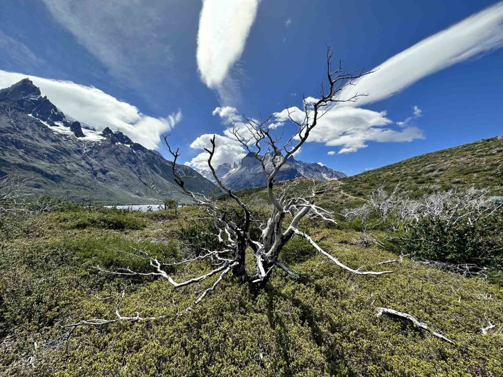 Weisse Bäume - TOP 5  Wanderungen in Patagonien