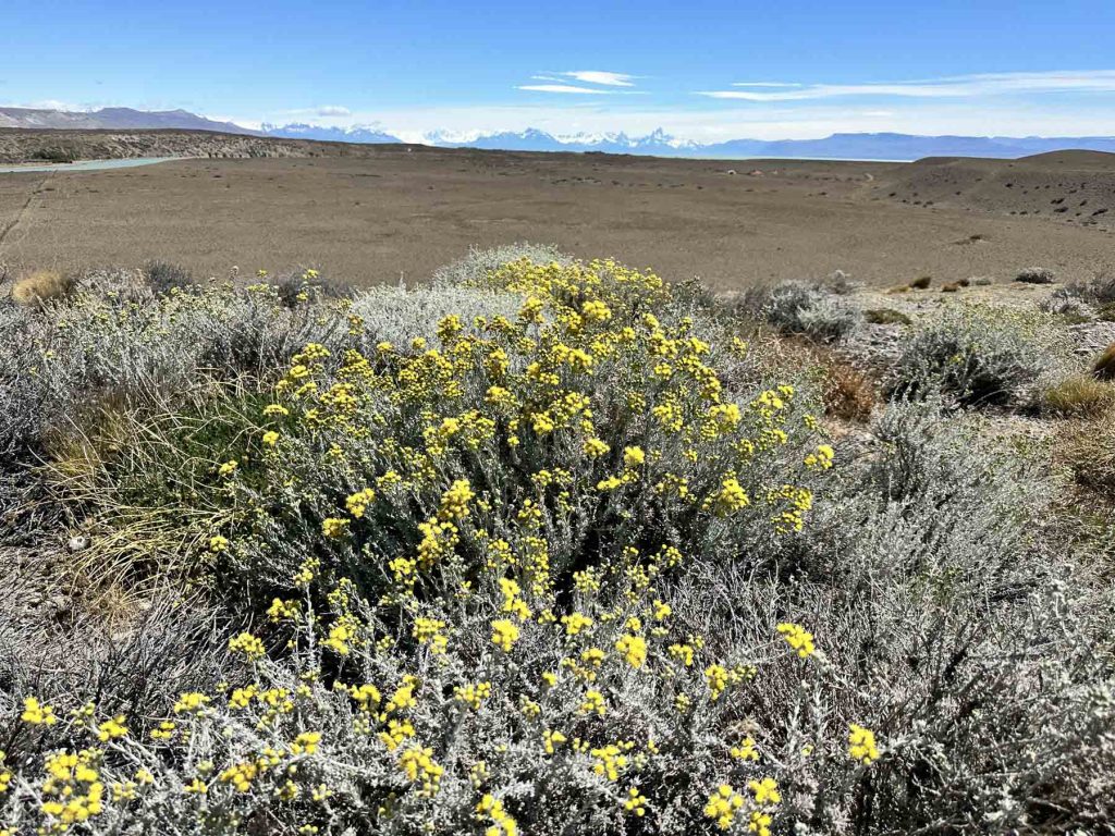 Blühende Blumen vor dem Fitz Roy Bergmassiv