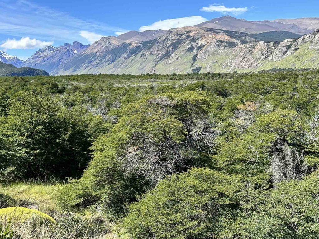 bewaldetes Tal auf unserer Patagonien Reise