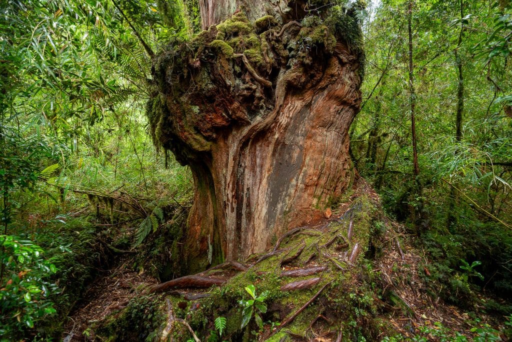 Alter Alerce Baum im Pumalin Nationalpark - Reisebericht Patagonien