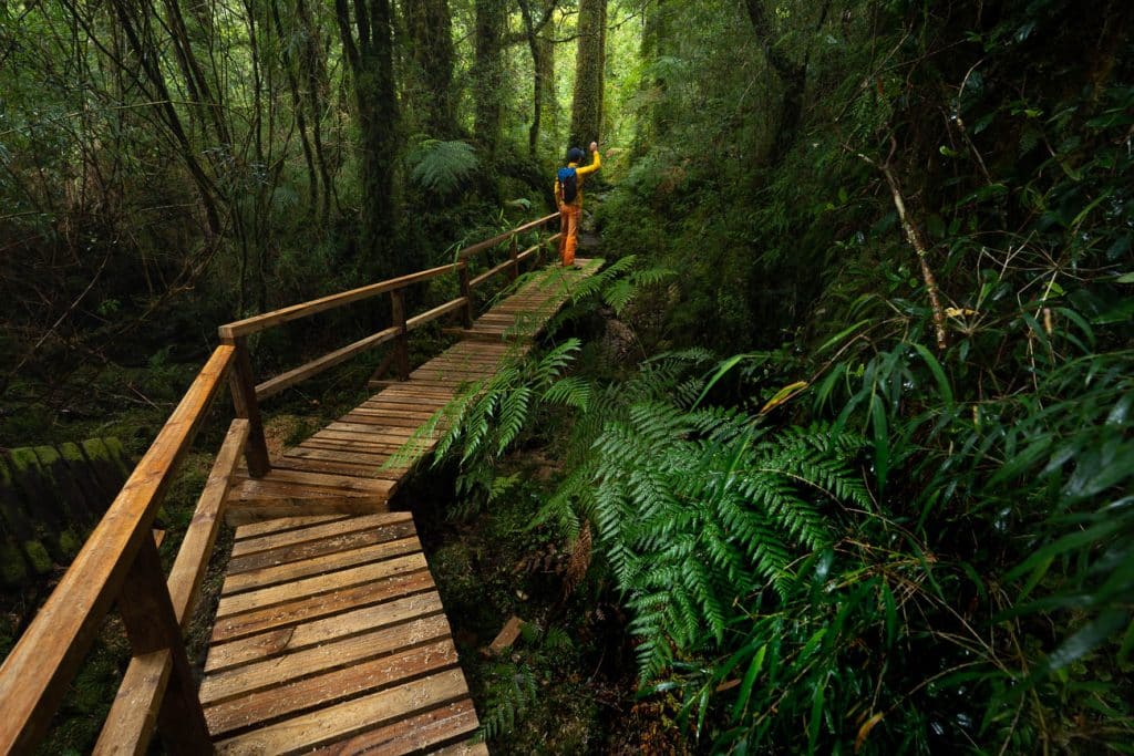 Holzstege im Pumalin Nationalpark - Reisebericht Patagonien