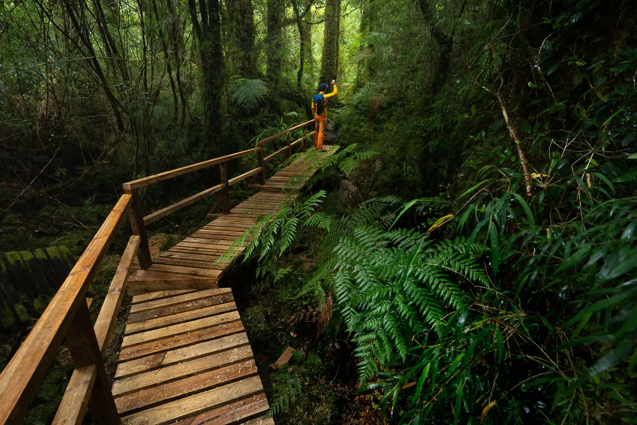 Holzstege bei der Wanderung Caleta Gonzalo im Pumalin Nationalpark, Chile