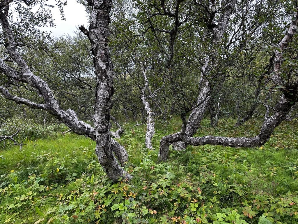 Birkenwald kurz vor Pórsmörk