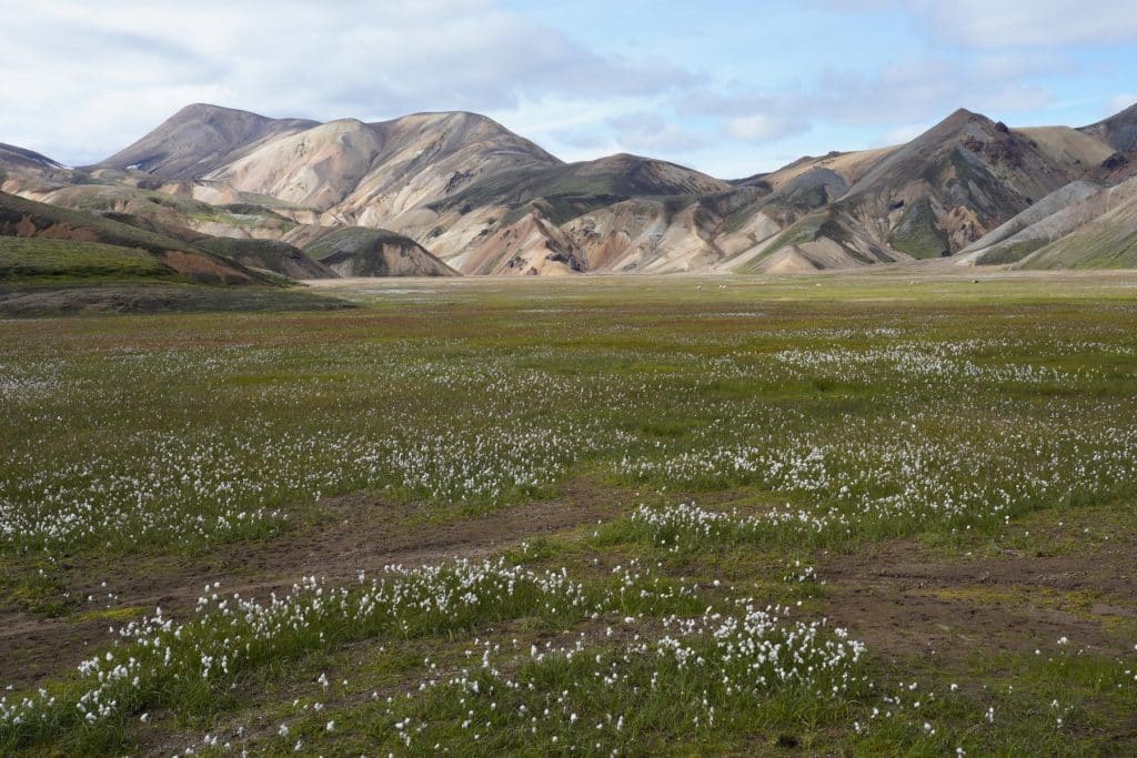 Blühende Wiesen entlang des Laugavegur Trails in Island