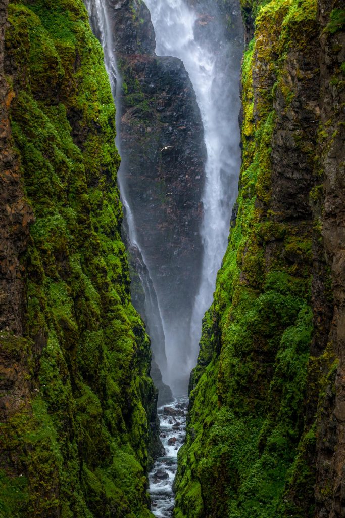 Fleigende Möwe in der Schlucht des Glymur Wasserfalls.