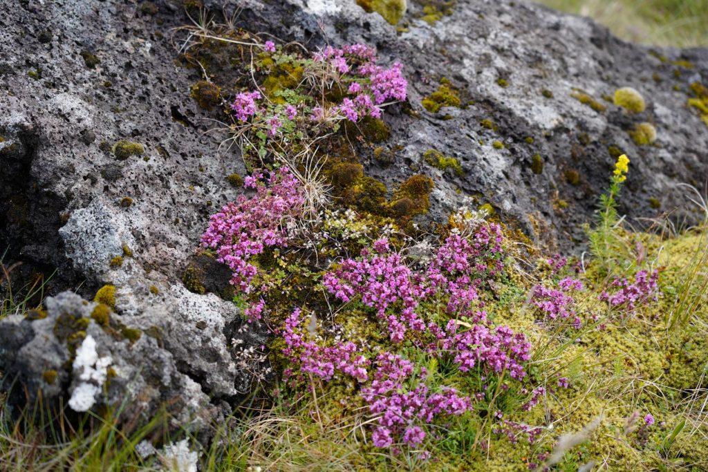 Blumen vor Lavasteinen