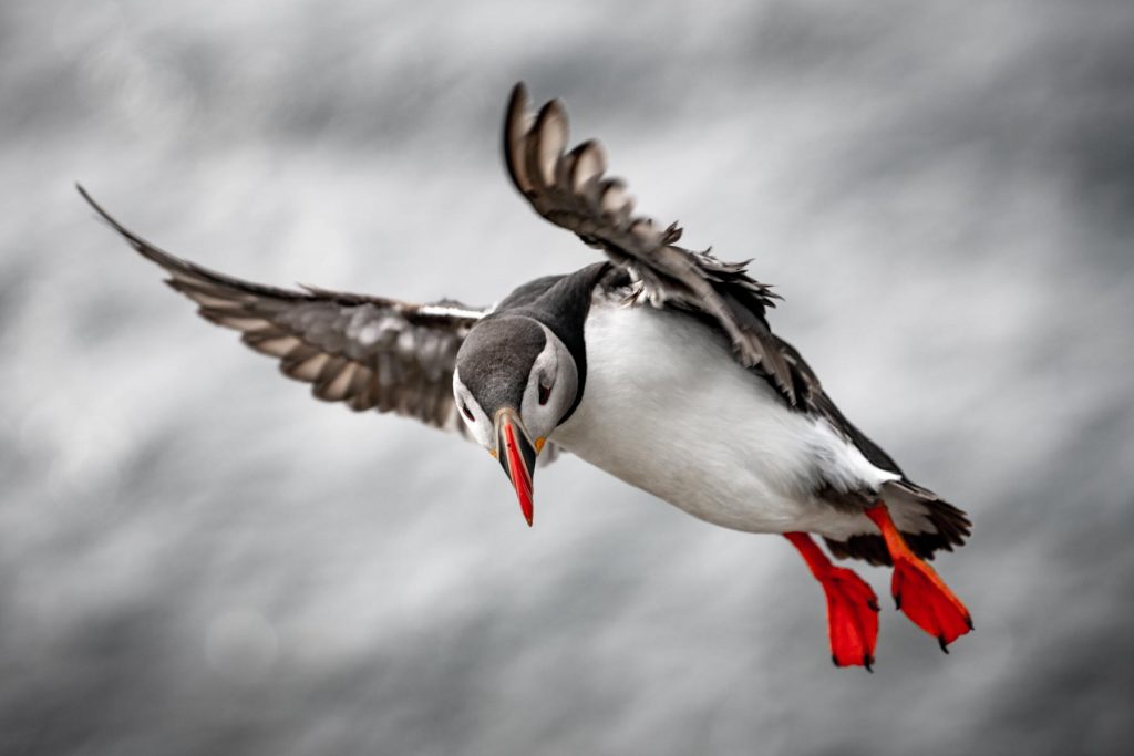 Papageitaucher im Flug - Rundreise Island