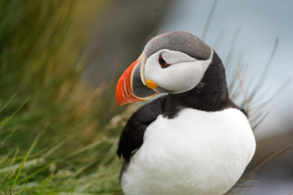 Papageitaucher im Gras an den Klippen von Látrabjarg in Island