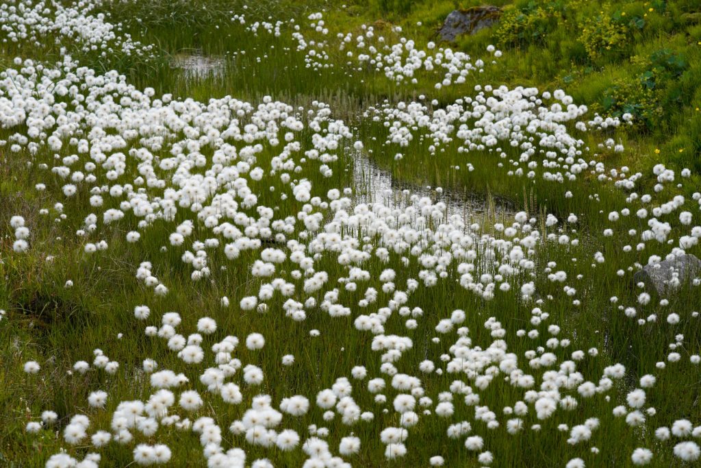 Baumwollblumen - 10 Tage Rundreise Island