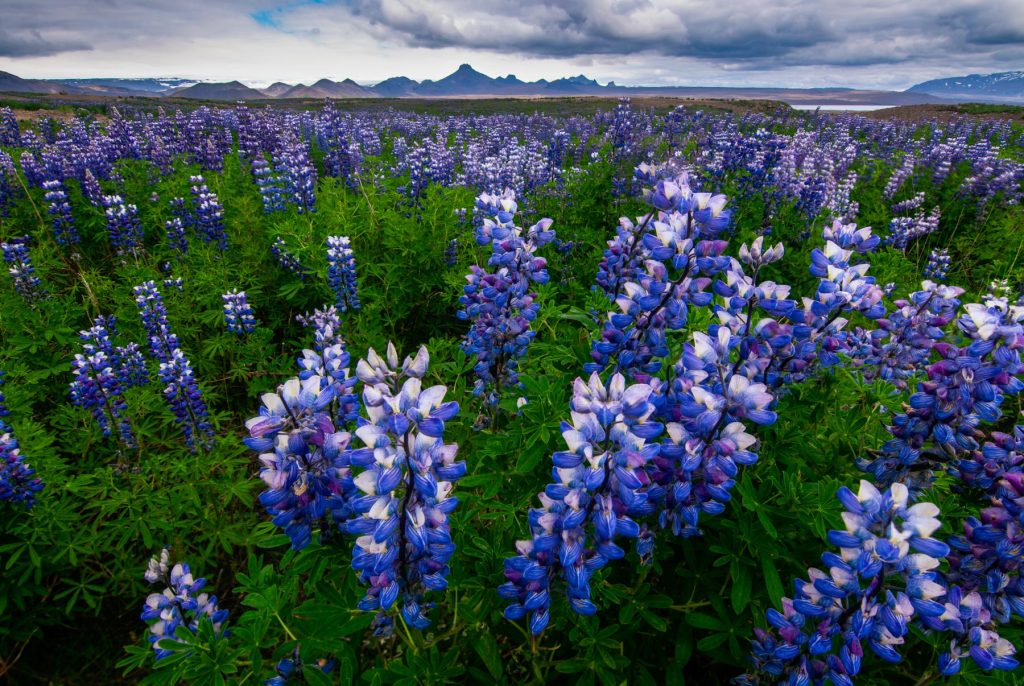 Lupinen - Rundreise Island