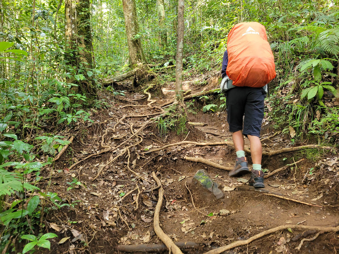 Rinjani Besteigung: Durch den Dschungel