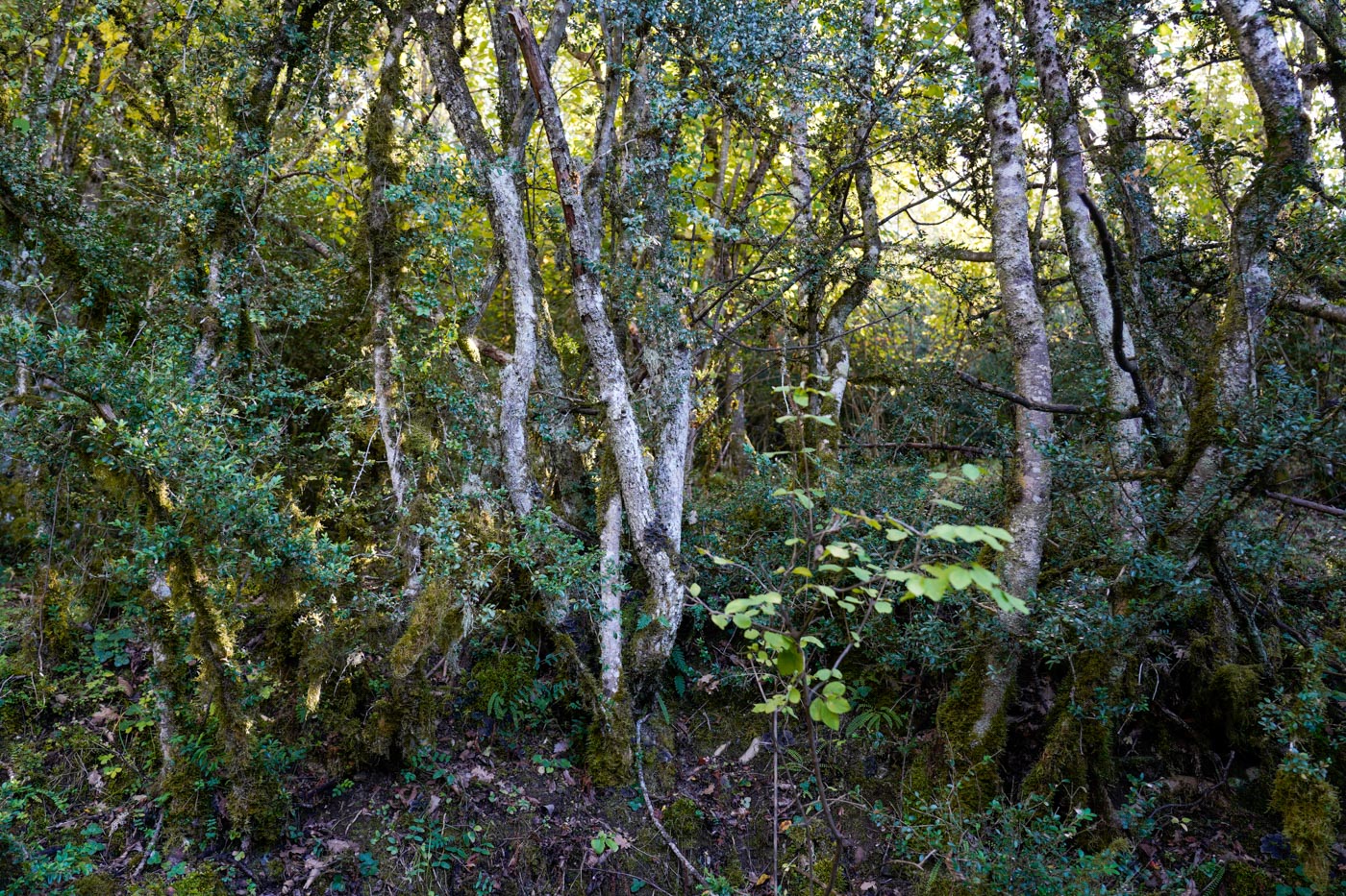 dichter Birkenwald während der Wanderung im Naturpark Parc Natural Cadí-Moixeró