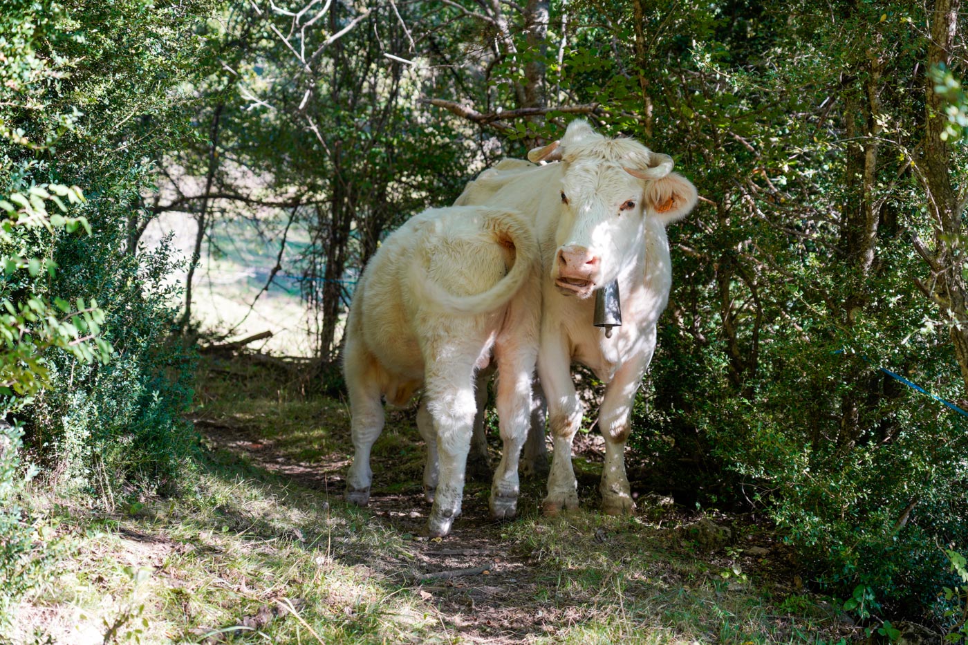 Weiße Kühe während der Wanderung im Naturpark Parc Natural Cadí-Moixeró