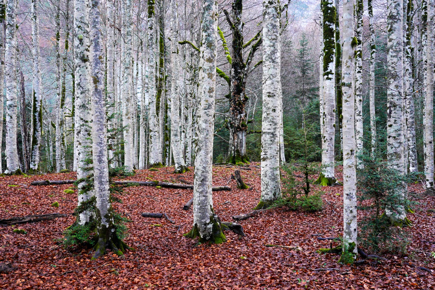 Birkenstämme im Nationalpark Parque Nacional de Ordesa während der Wanderung zum Colo de Cabello im Valle de Ordesa in den Pyrenäen