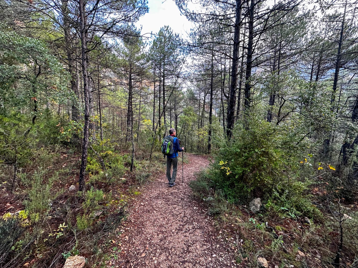 Wanderer im Kiefernwald