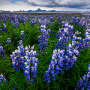 Island Lupinen