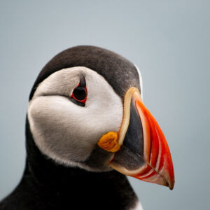 Puffin
