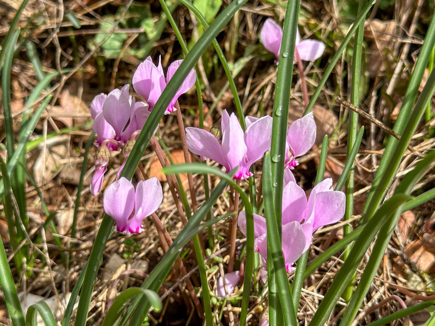 Wilde Veilchen in Nord-Griechenland