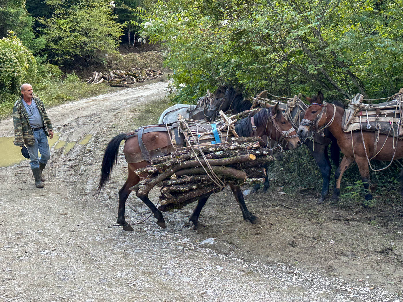 Reiter und Pferde auf dem Weg nach Fragkades