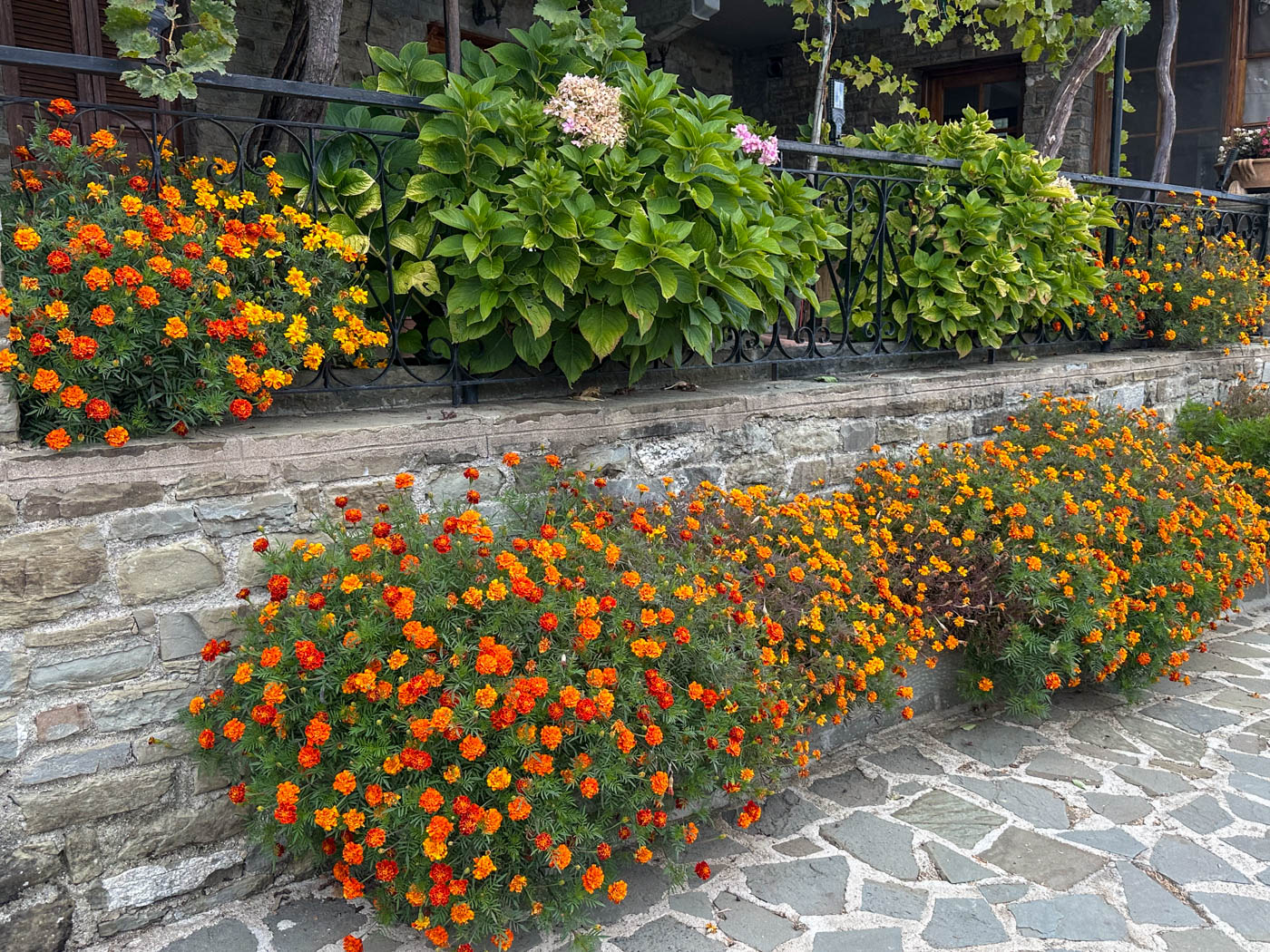 Blumen in Fragkades