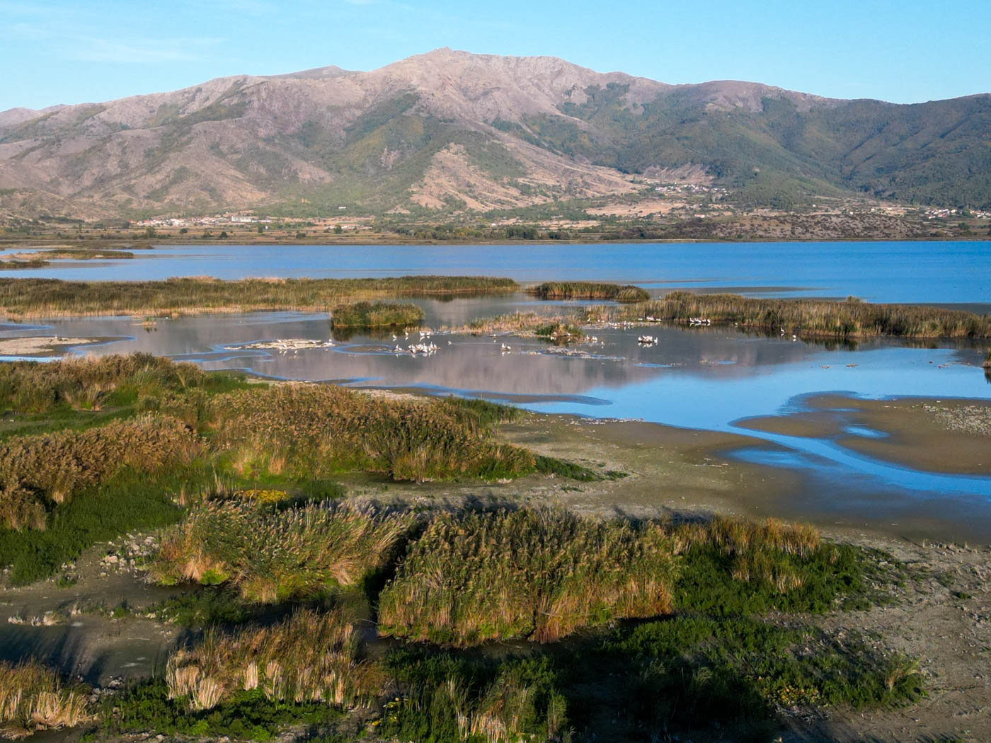 Pelikane am Kleinen Préspa See