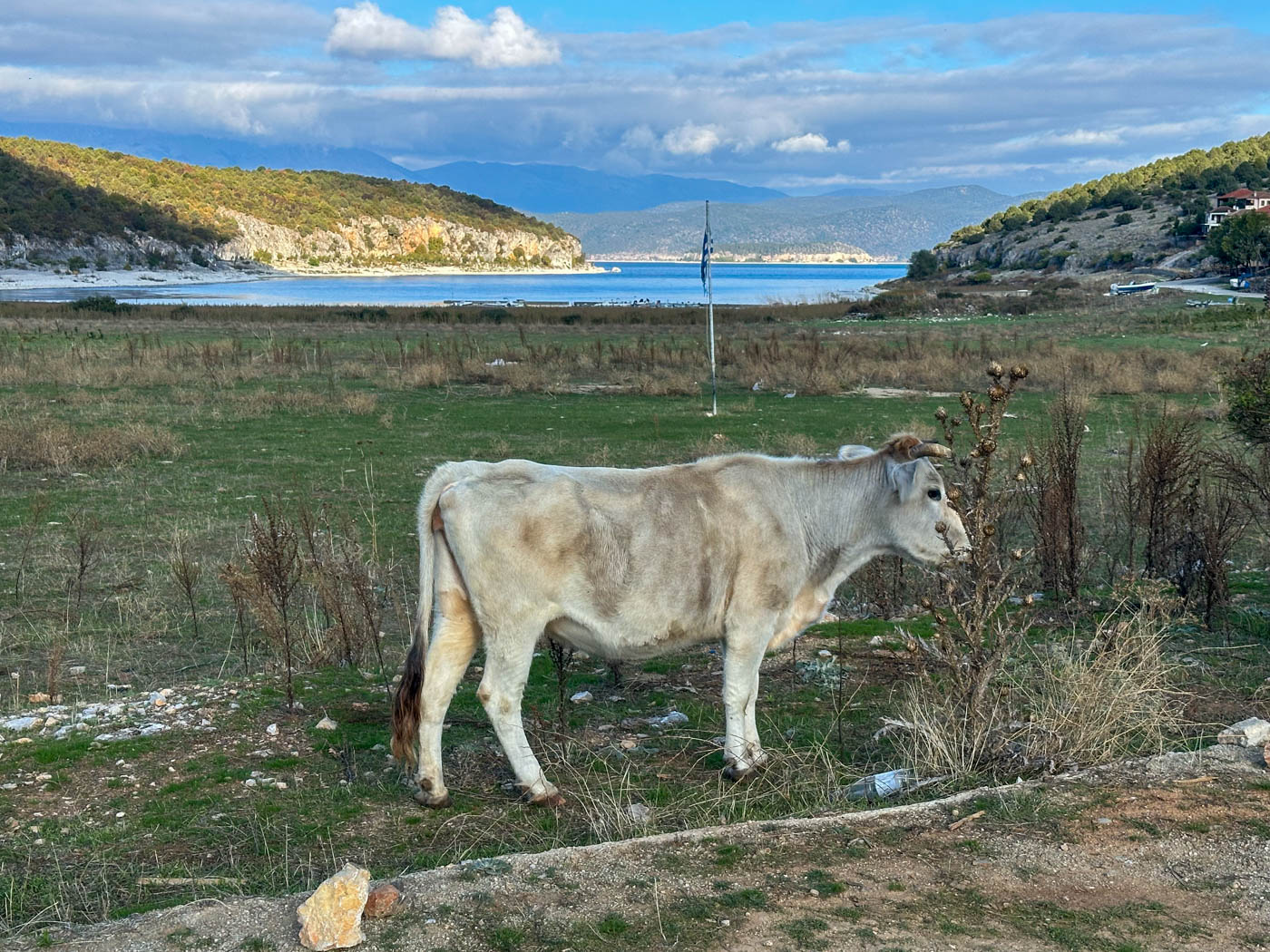 Kuh in der Bucht von Psarádes