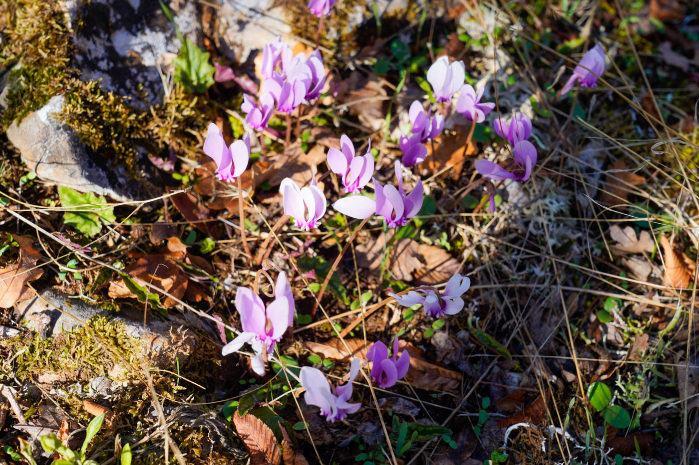 Wilde Herbst Alpenveilchen