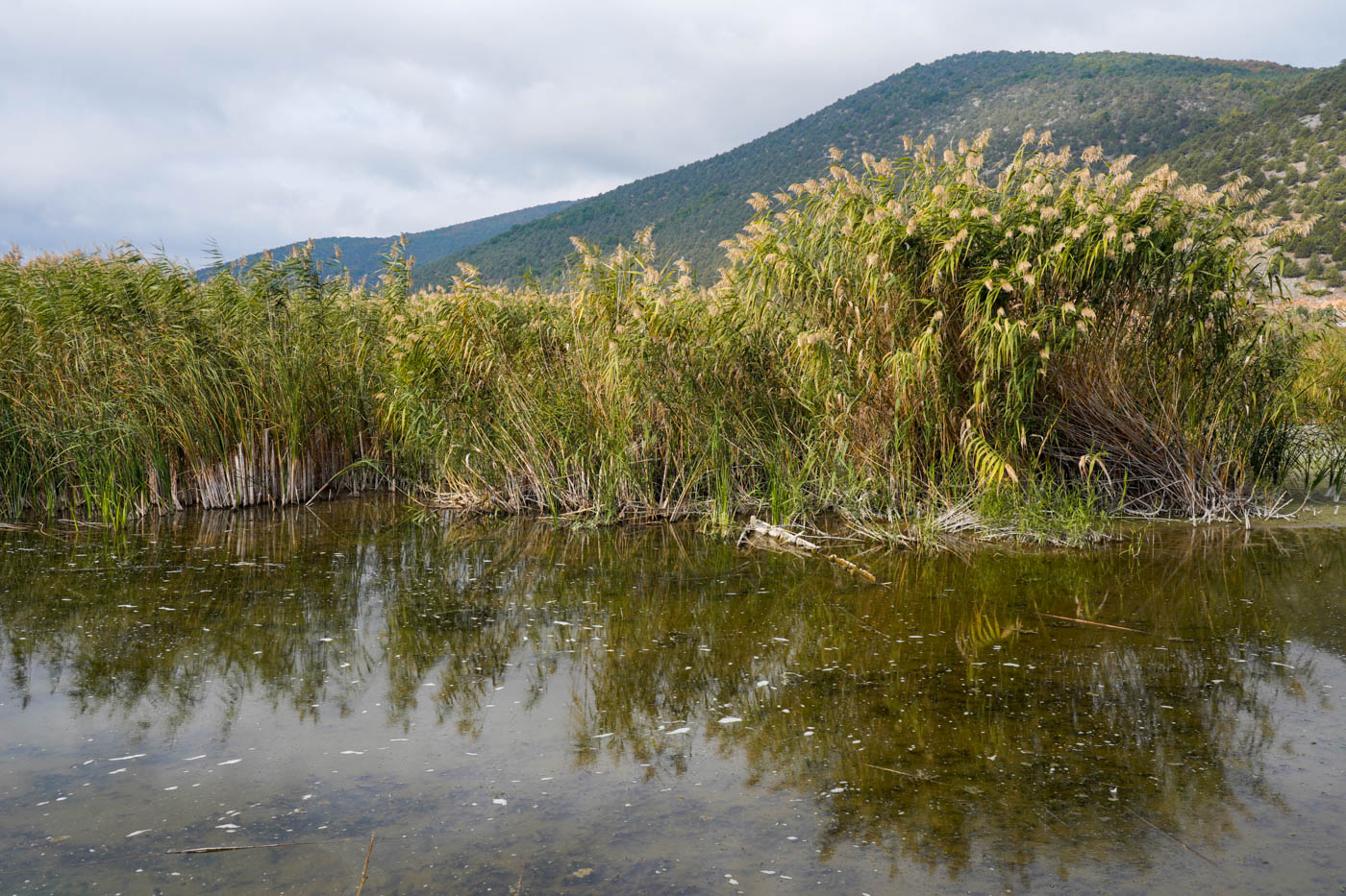 Schilf am Ufer auf dem Weg zur  Ágios-Achílleios-Insel am Préspa-See