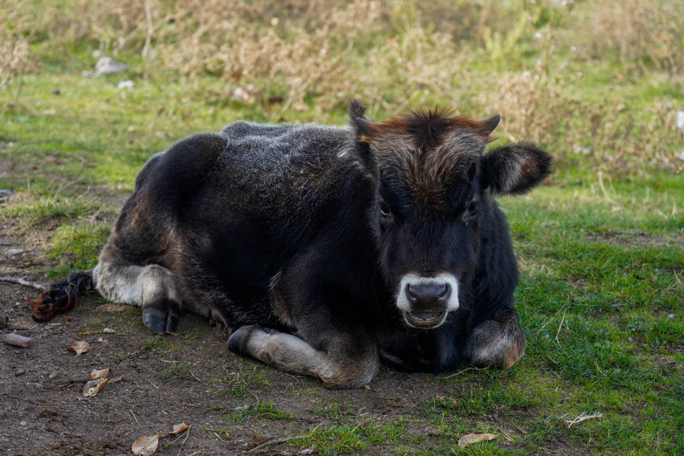 Junger Wasserbüffel