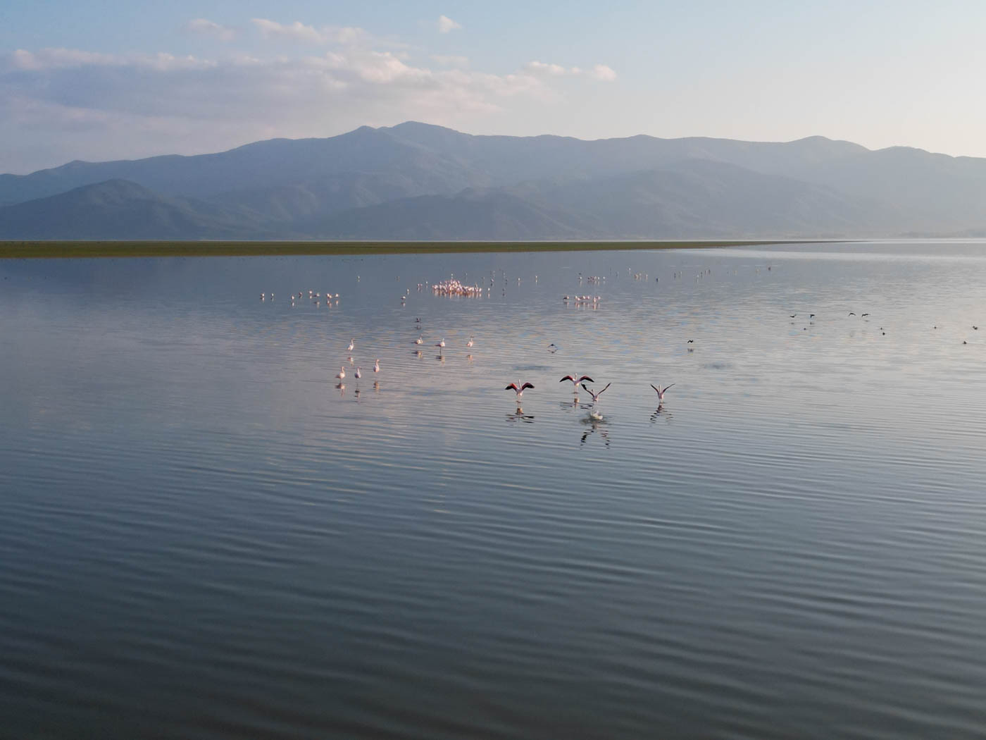 Flamingos auf dem Kerkini See